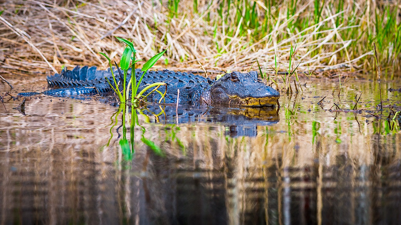 05 Okefenokee Swamps